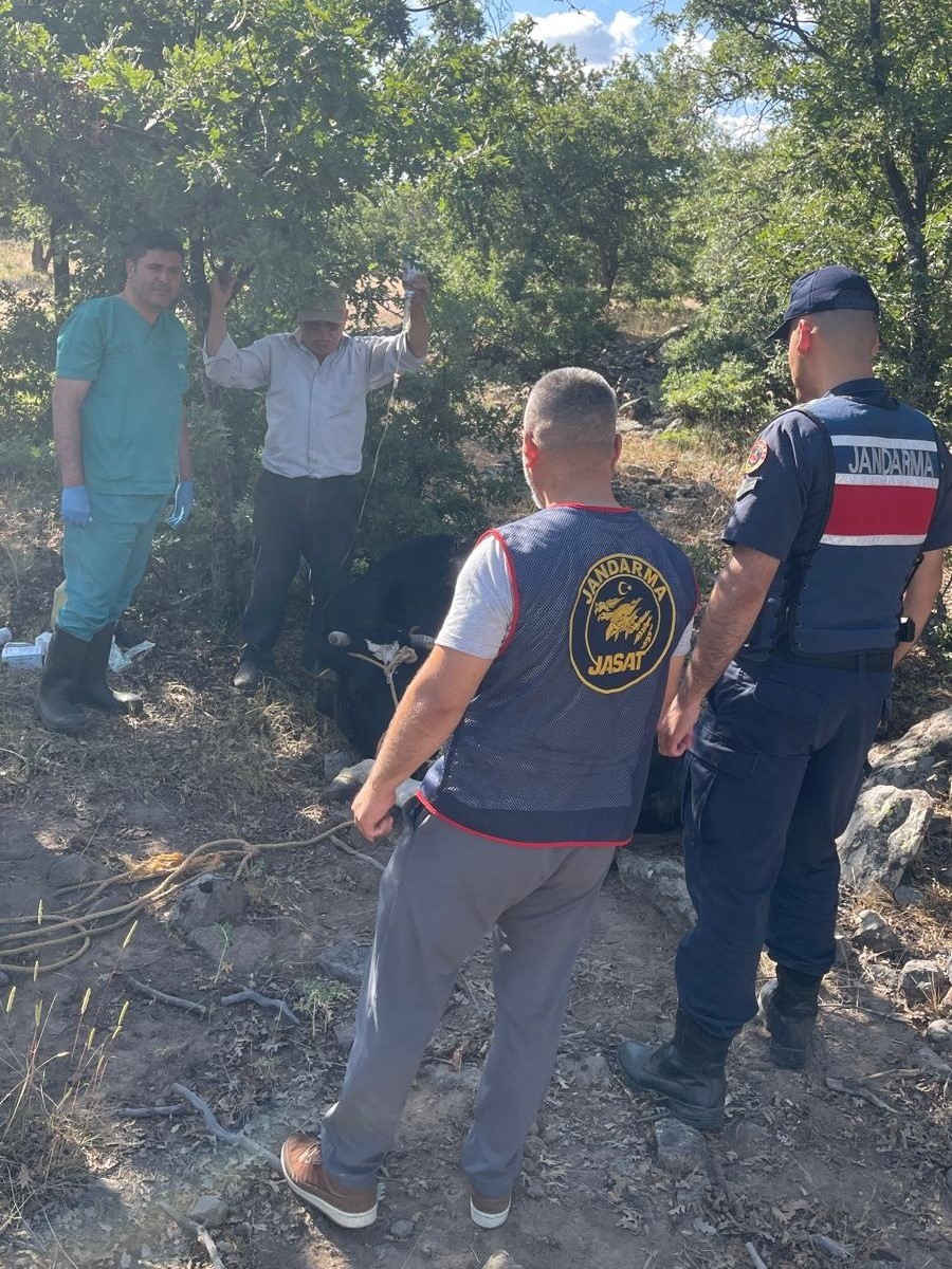 Seydişehir'de kaybolan inek jandarma tarafından dron desteğiyle bulundu - Görsel 2