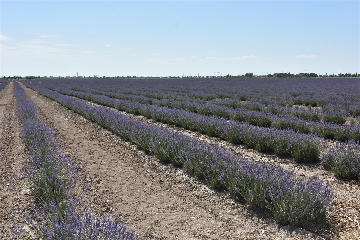 Karatay Lavanta Bahçesi yeni sezonda ziyaretçilerini ağırlıyor - Görsel 3