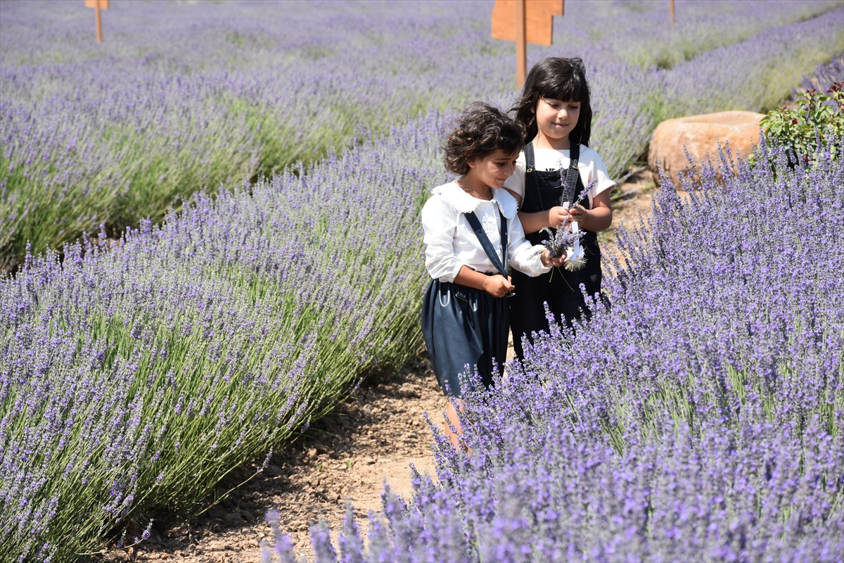 Karatay Lavanta Bahçesi yeni sezonda ziyaretçilerini ağırlıyor - Görsel 4