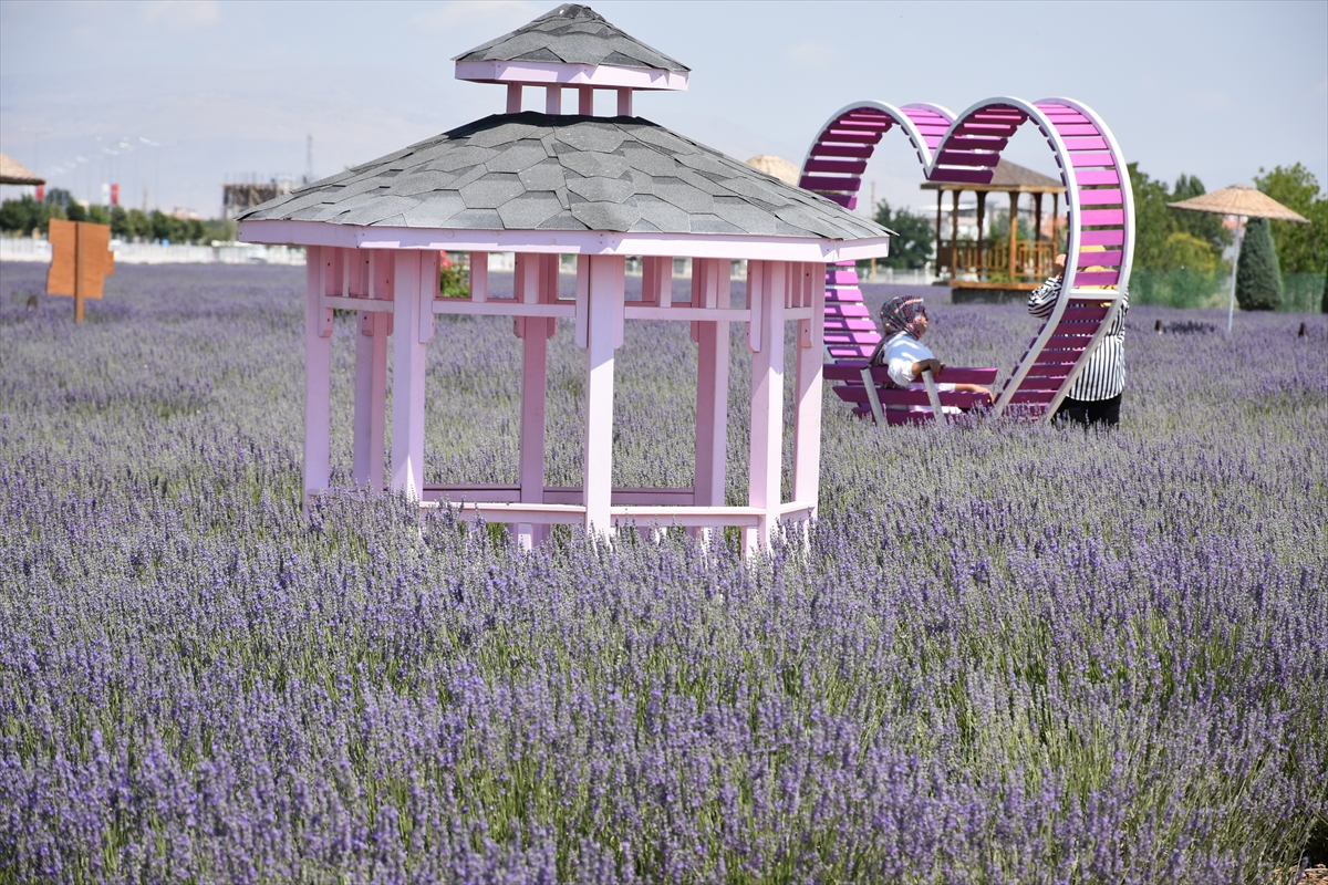 Karatay Lavanta Bahçesi yeni sezonda ziyaretçilerini ağırlıyor - Görsel 5