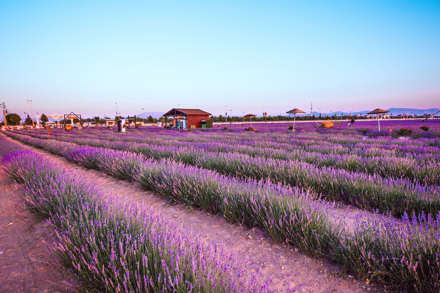 Karatay Lavanta Bahçesi yeni sezonda ziyaretçilerini ağırlıyor - Görsel 8
