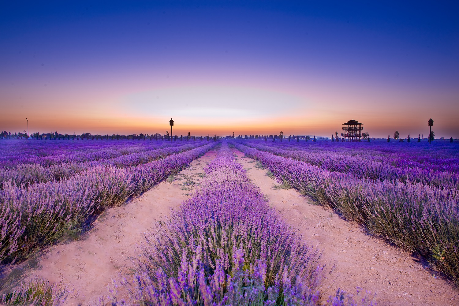 Karatay Lavanta Bahçesi yeni sezonda ziyaretçilerini ağırlıyor - Görsel 12