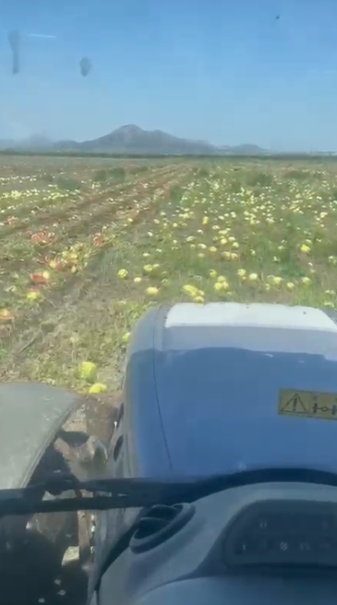 Adana-Halde kilosu 1 TL'ye düşen karpuz markette 14 TL - Görsel 10