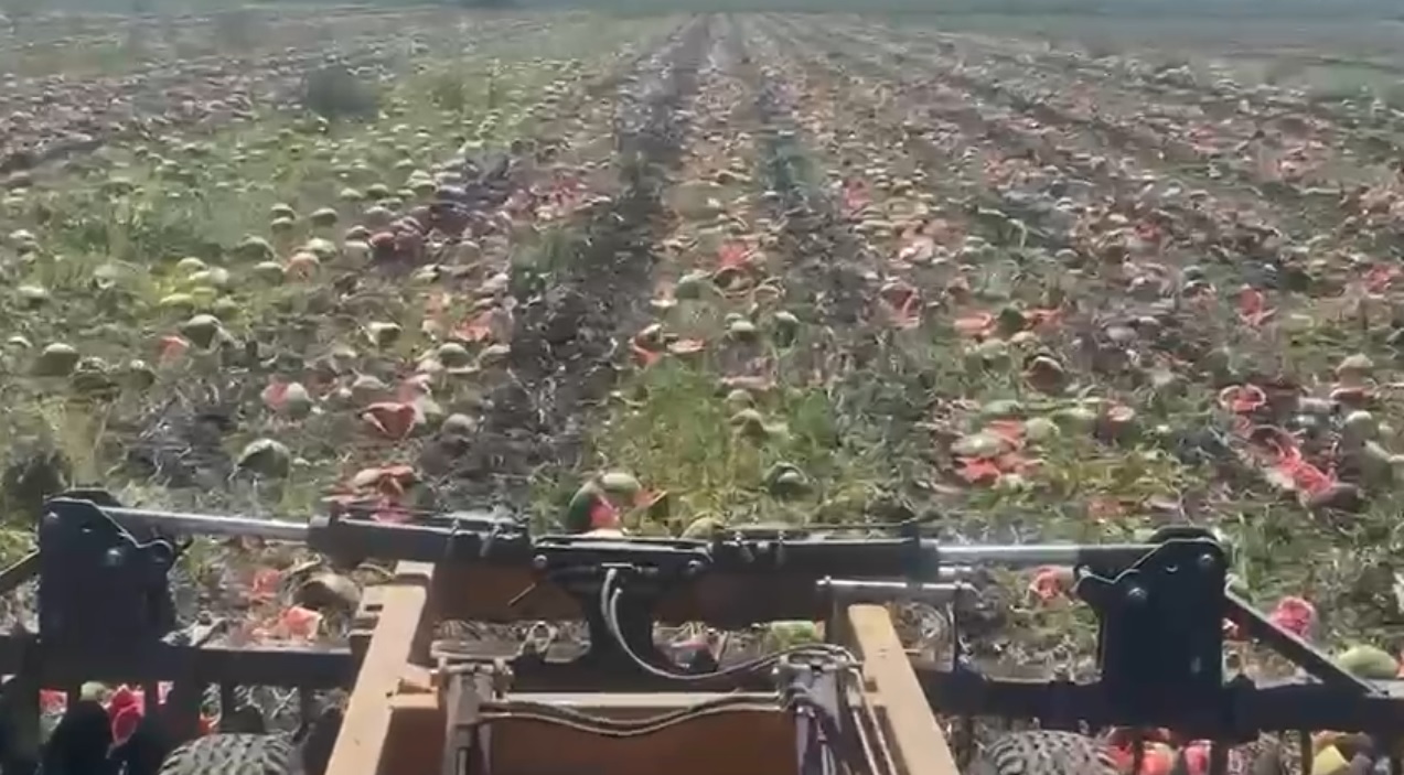 Adana-Halde kilosu 1 TL'ye düşen karpuz markette 14 TL - Görsel 11