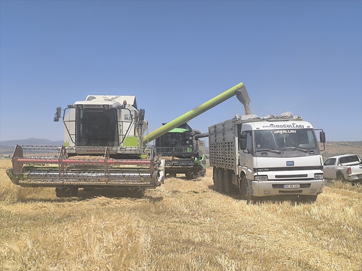 KONYA - Yalıhüyük Belediyesi Hububat Hasat Şöleni düzenledi - Görsel 2