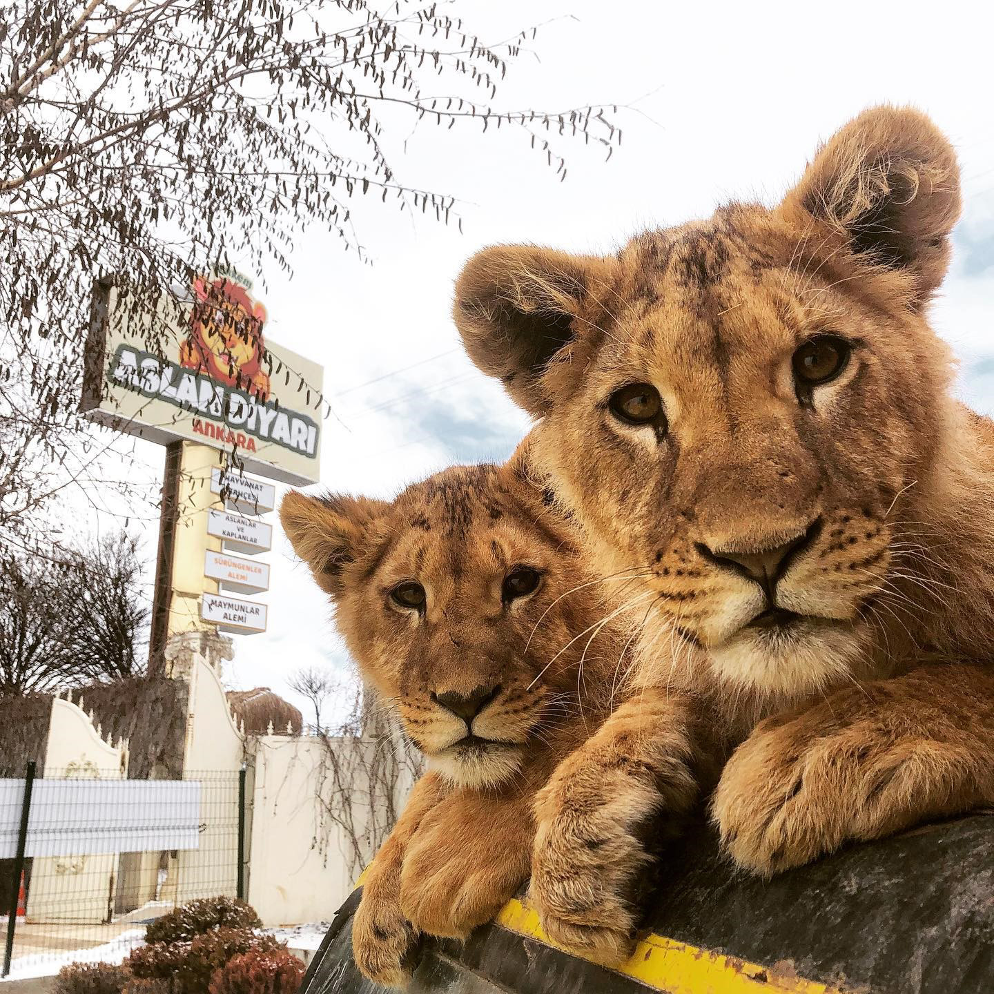Hayvan parkından kaçan aslan öldürüldü, saldırdığı kişi yaralandı - Görsel 1