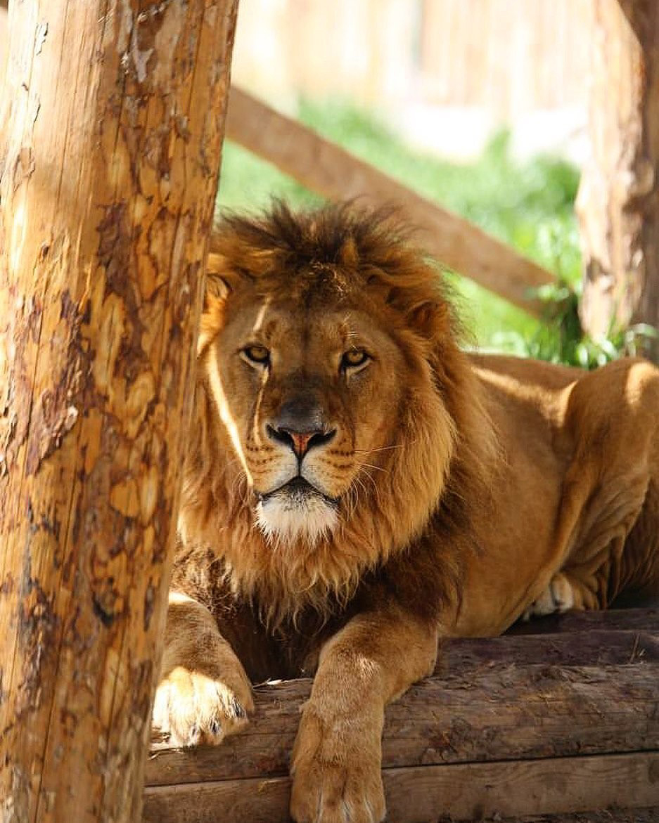 Hayvan parkından kaçan aslan öldürüldü, saldırdığı kişi yaralandı - Görsel 2