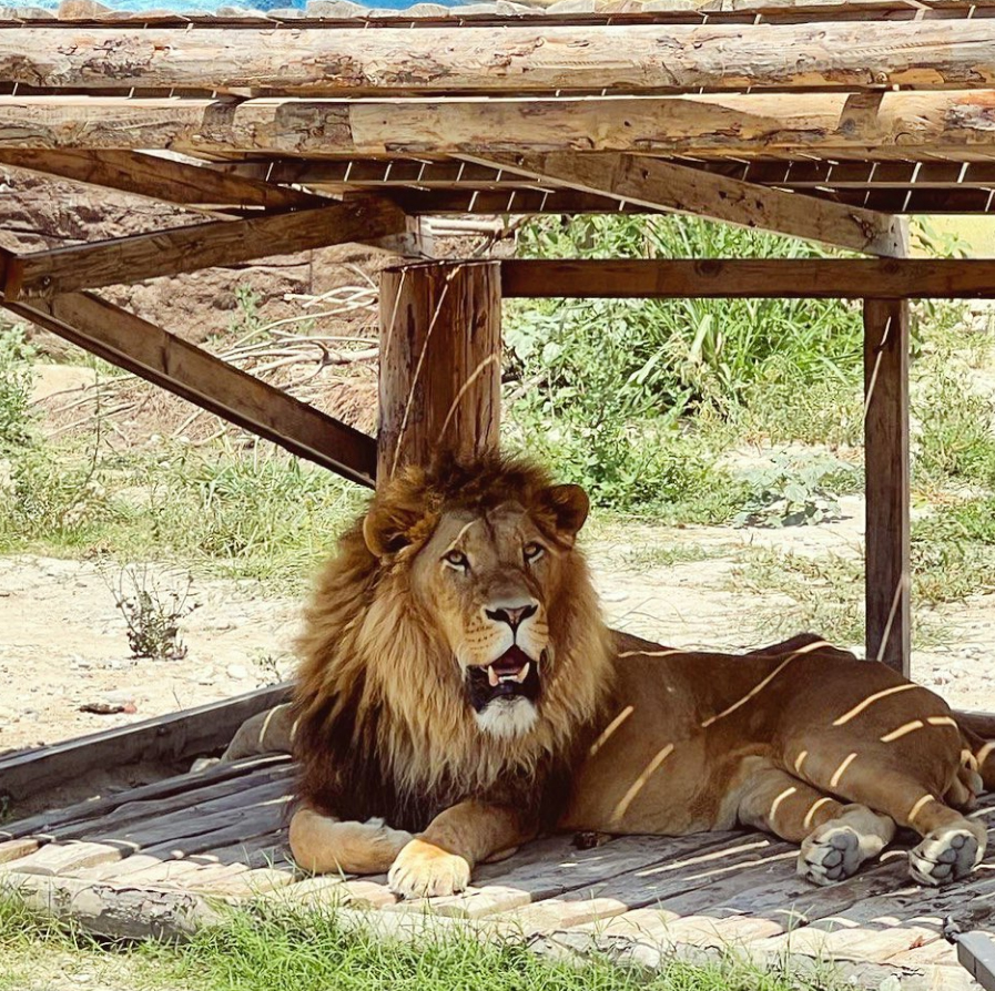 Hayvan parkından kaçan aslan öldürüldü, saldırdığı kişi yaralandı - Görsel 3