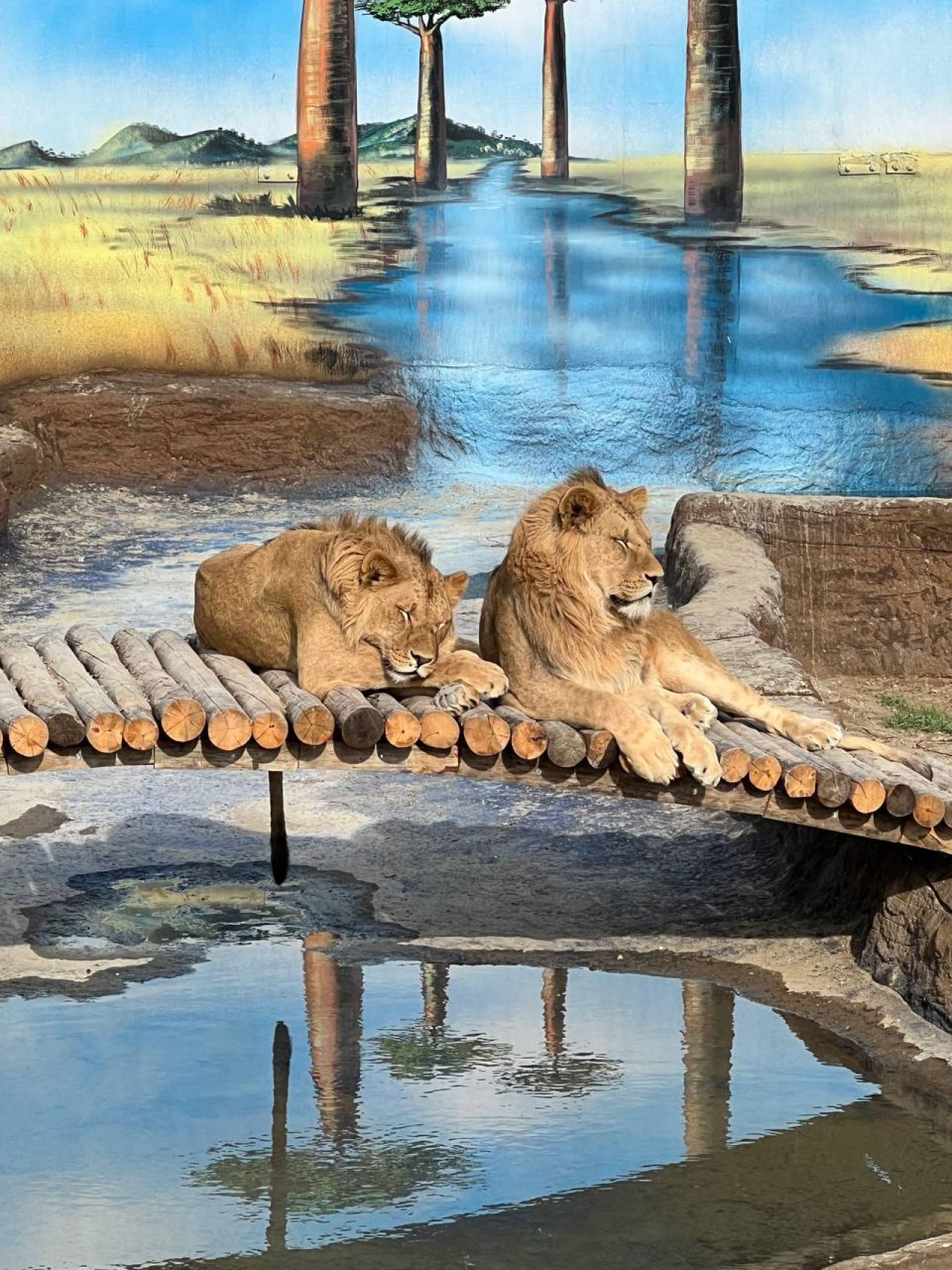 Hayvan parkından kaçan aslan öldürüldü, saldırdığı kişi yaralandı - Görsel 4