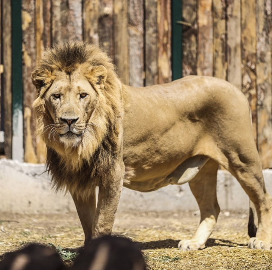 Hayvan parkından kaçan aslan öldürüldü, saldırdığı kişi yaralandı - Görsel 5