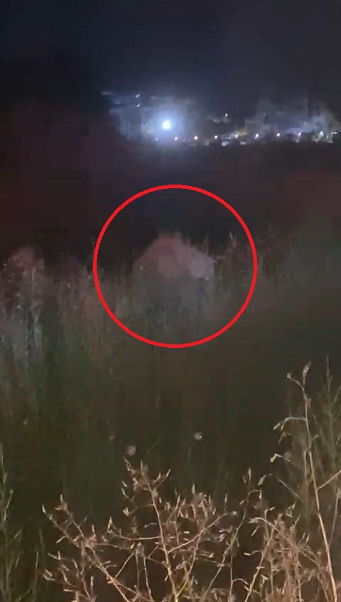 Hayvan parkından kaçan aslan öldürüldü, saldırdığı kişi yaralandı - Görsel 9