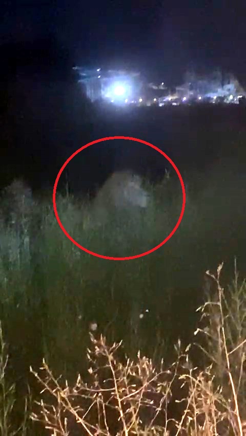 Hayvan parkından kaçan aslan öldürüldü, saldırdığı kişi yaralandı - Görsel 10