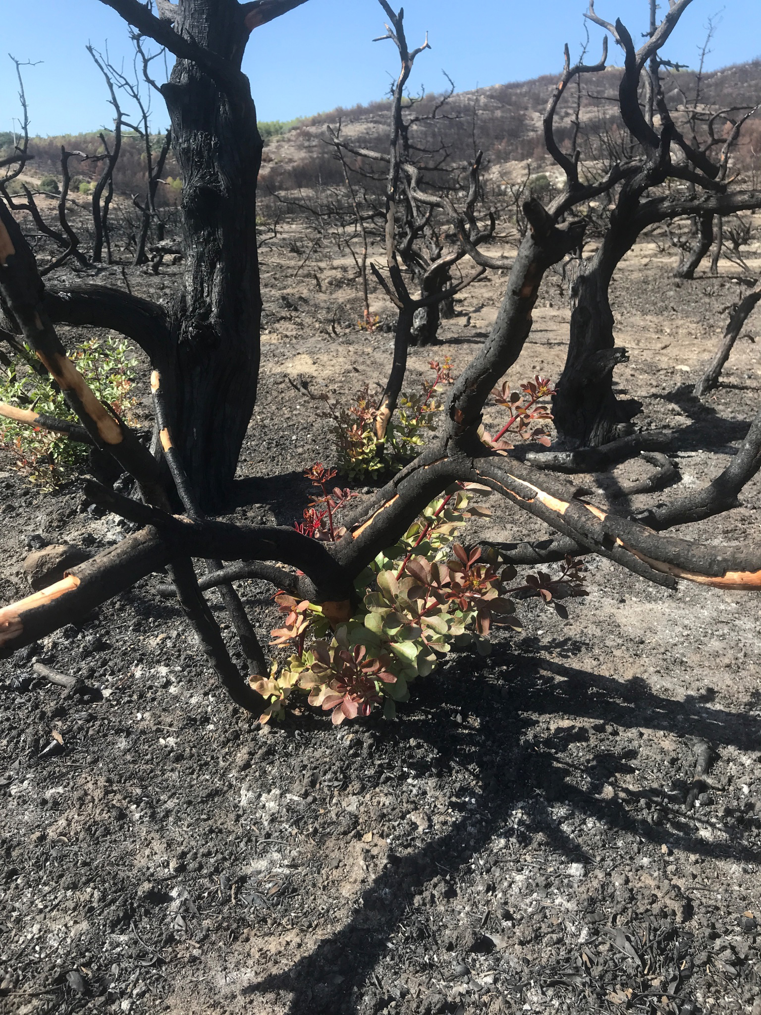 Antalya-'Yanan yerlere badem, zeytin, ceviz dikme fikri, bilimsel gerçeklikten uzak - Görsel 2