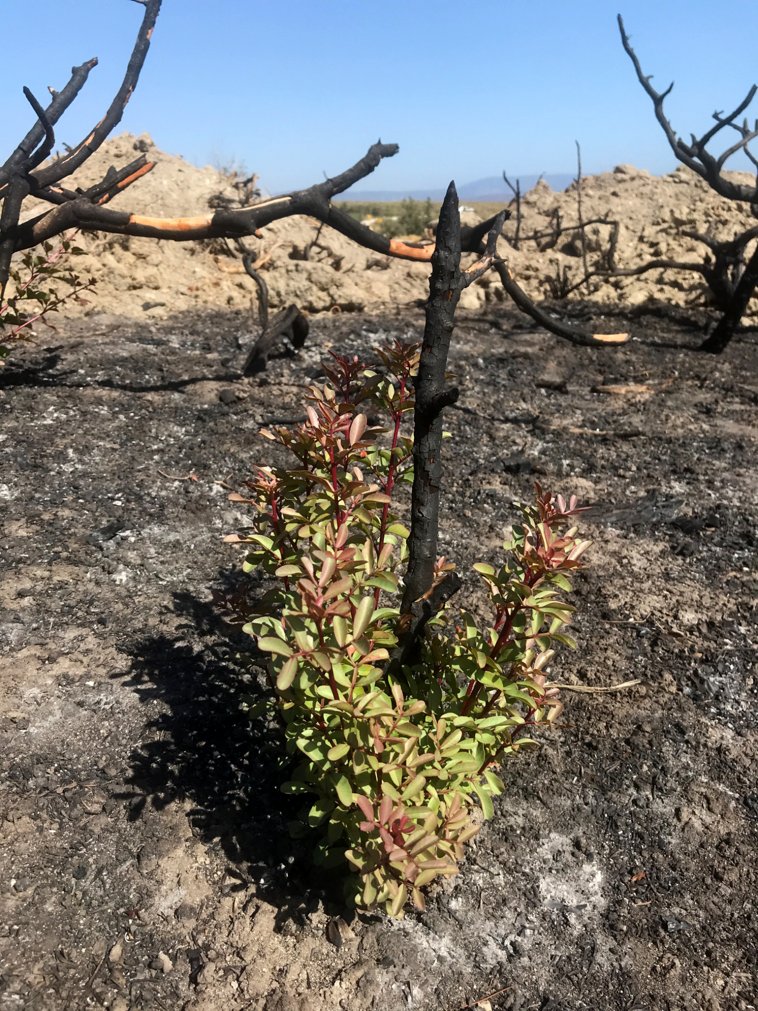 Antalya-'Yanan yerlere badem, zeytin, ceviz dikme fikri, bilimsel gerçeklikten uzak - Görsel 3