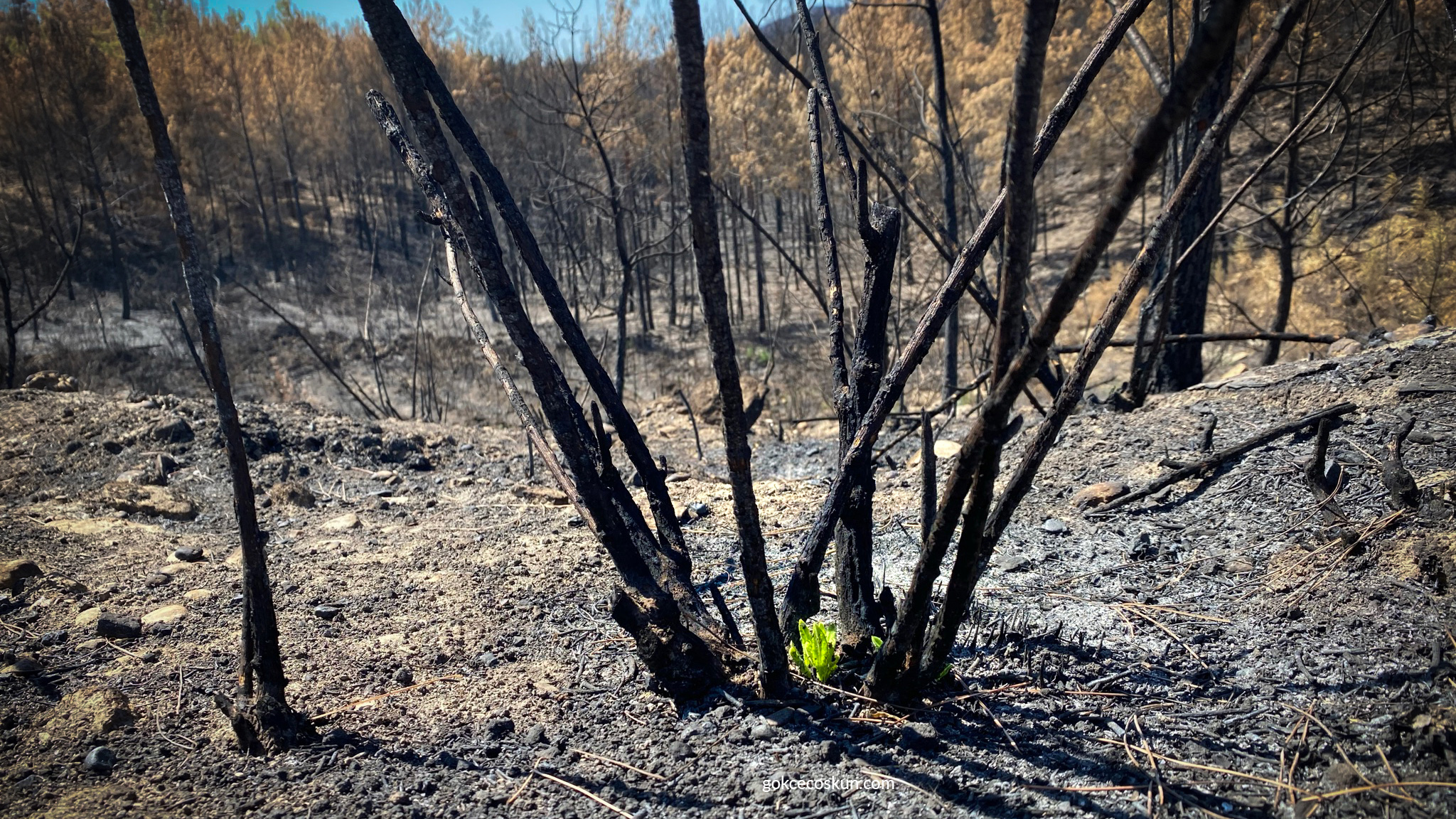 Antalya-'Yanan yerlere badem, zeytin, ceviz dikme fikri, bilimsel gerçeklikten uzak - Görsel 5