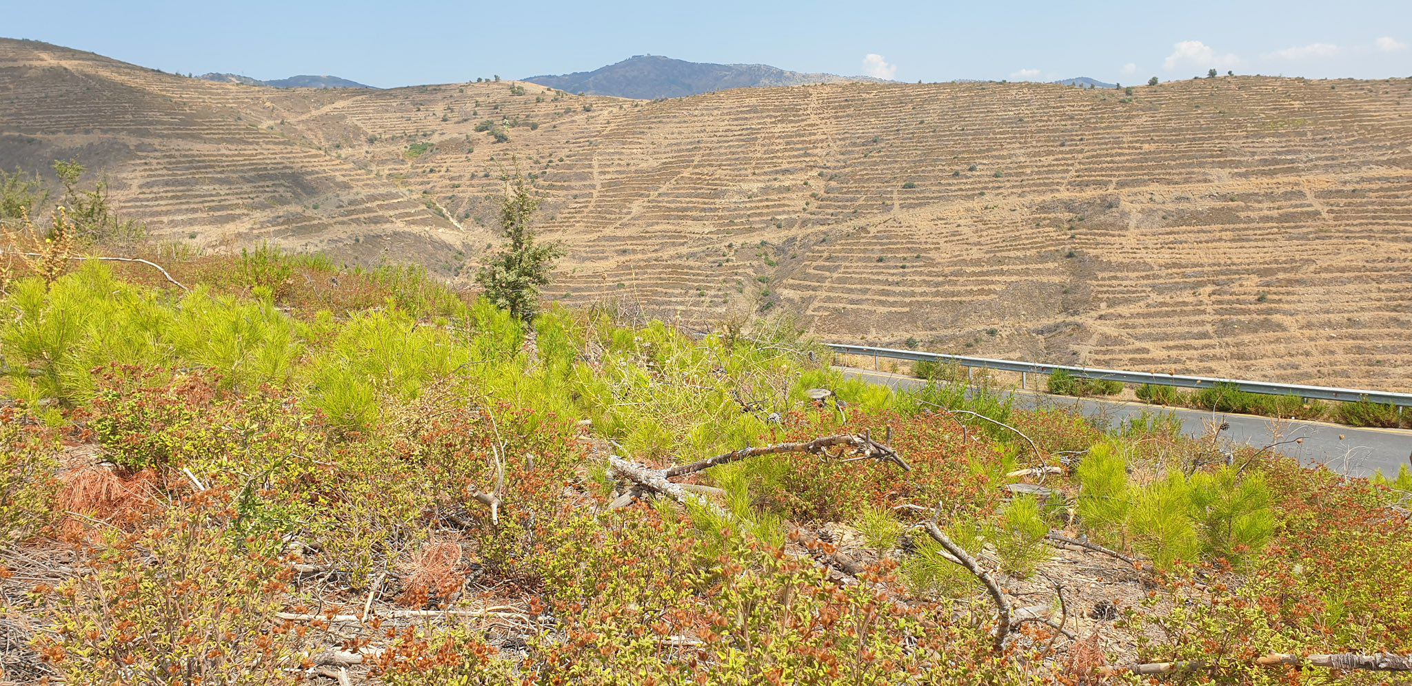 Antalya-'Yanan yerlere badem, zeytin, ceviz dikme fikri, bilimsel gerçeklikten uzak - Görsel 8