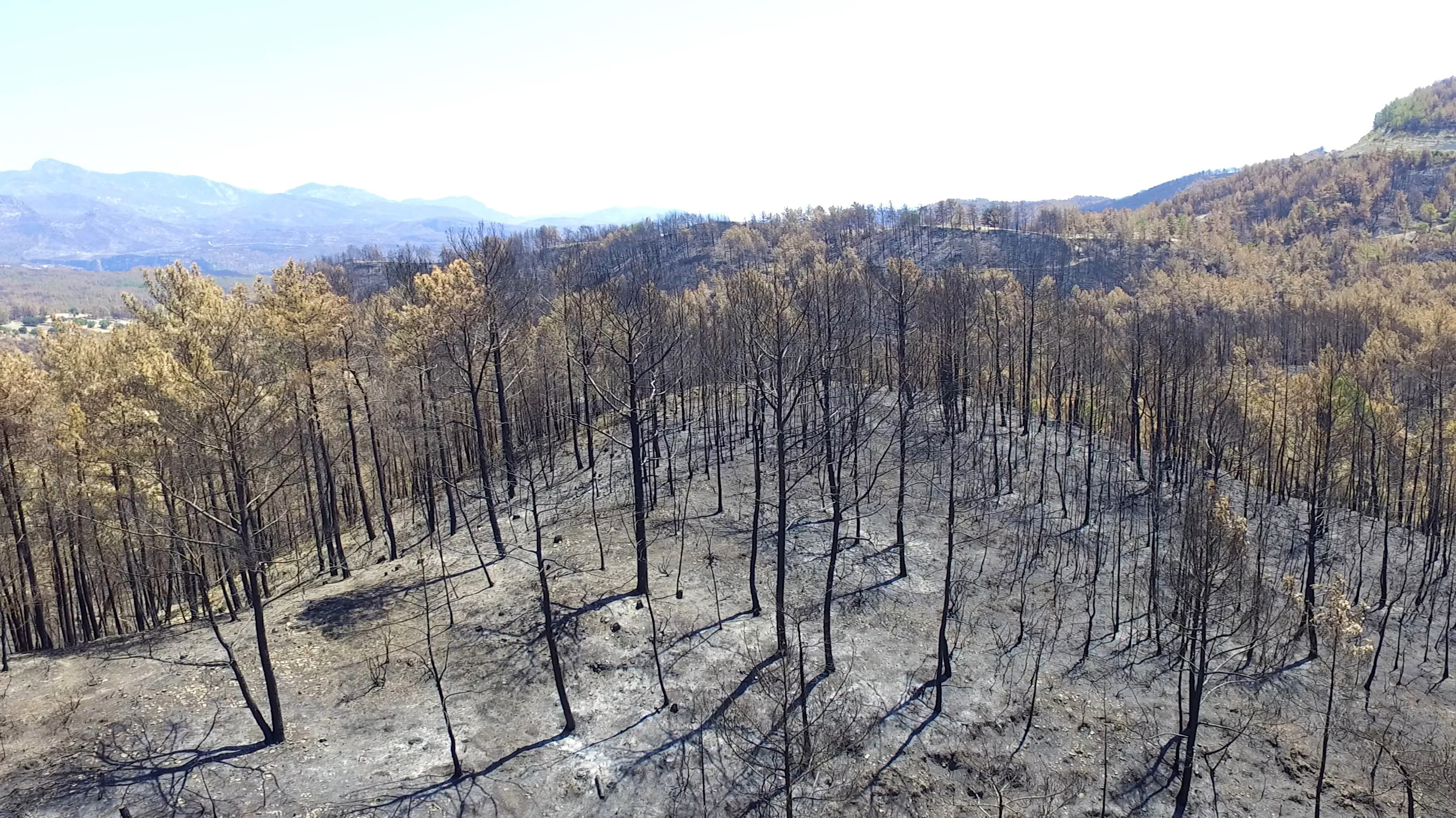 Antalya-'Yanan yerlere badem, zeytin, ceviz dikme fikri, bilimsel gerçeklikten uzak - Görsel 9