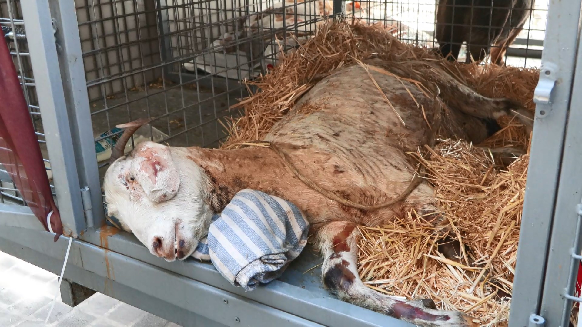 İstanbul- Ödemiş'te yangından yaralı kurtarılan 'Melek' isimli keçi İstanbul'da tedavi ediliyor - Görsel 1