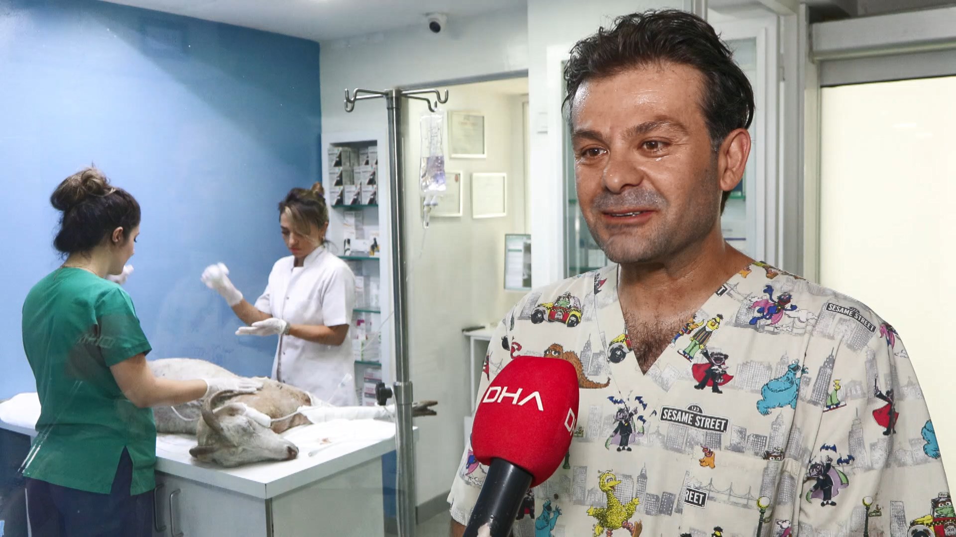 İstanbul- Ödemiş'te yangından yaralı kurtarılan 'Melek' isimli keçi İstanbul'da tedavi ediliyor - Görsel 2