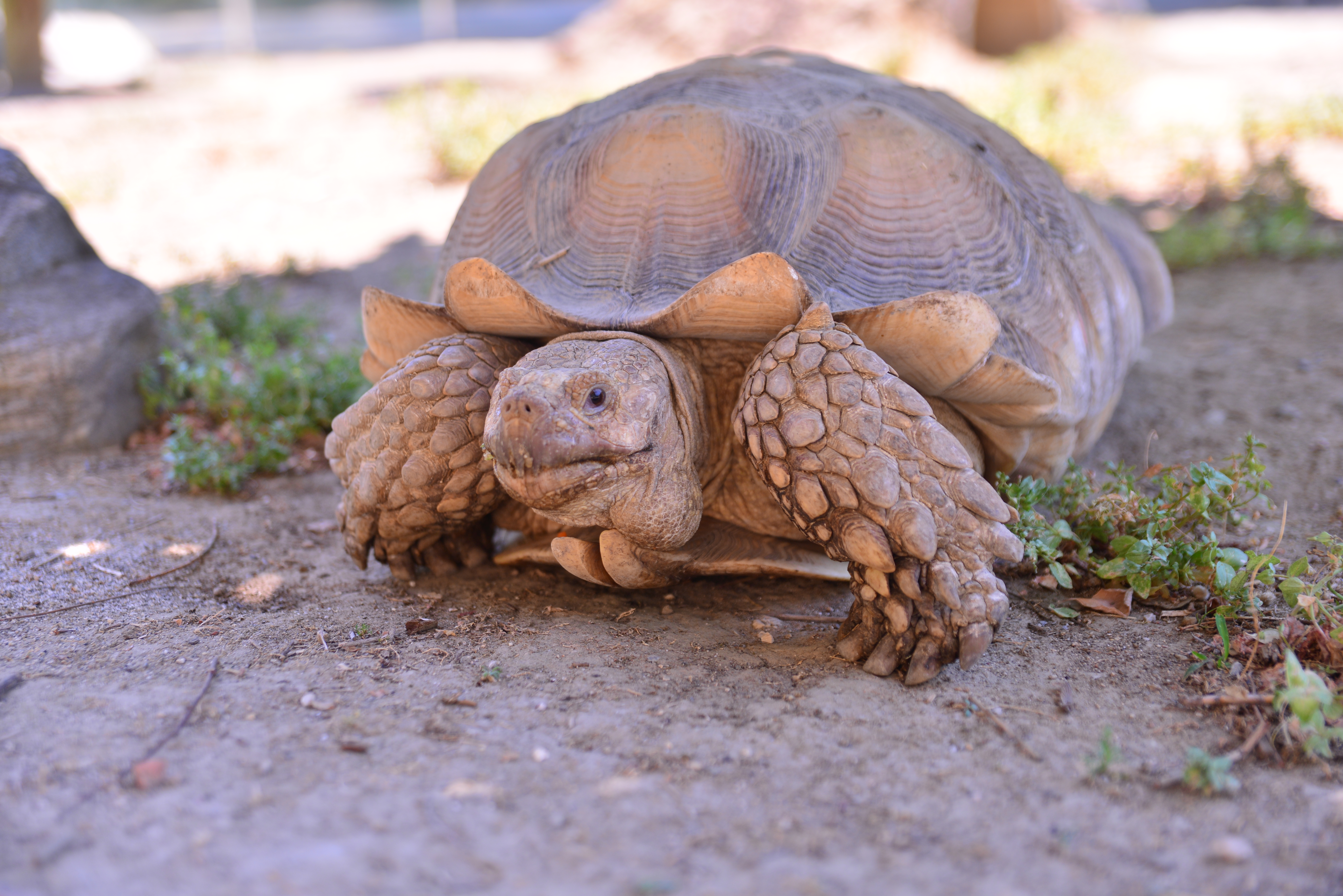 Bursa Hayvanat Bahçesi’ndeki kaplumbağalara serpme kahvaltı - Görsel 1