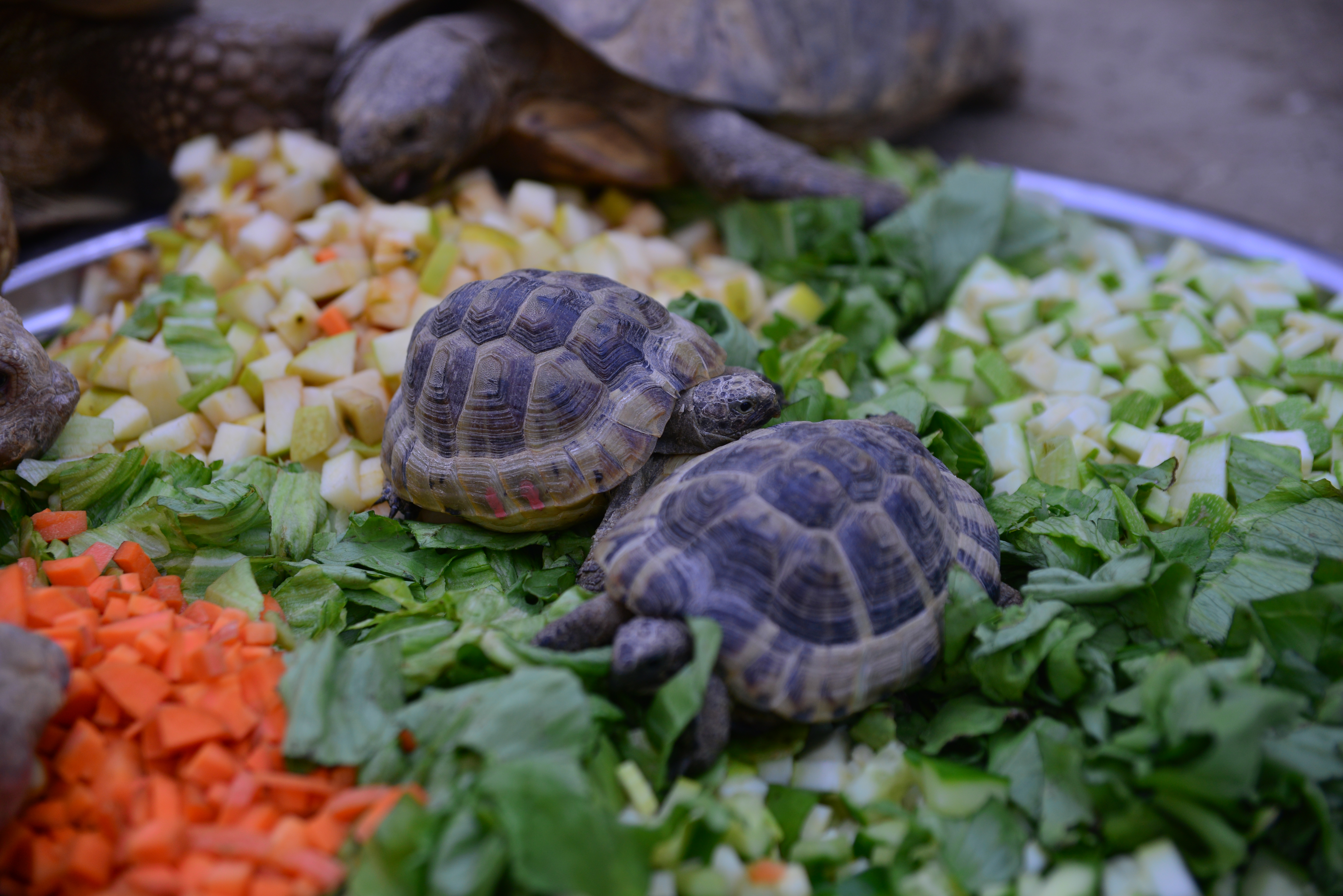 Bursa Hayvanat Bahçesi’ndeki kaplumbağalara serpme kahvaltı - Görsel 2