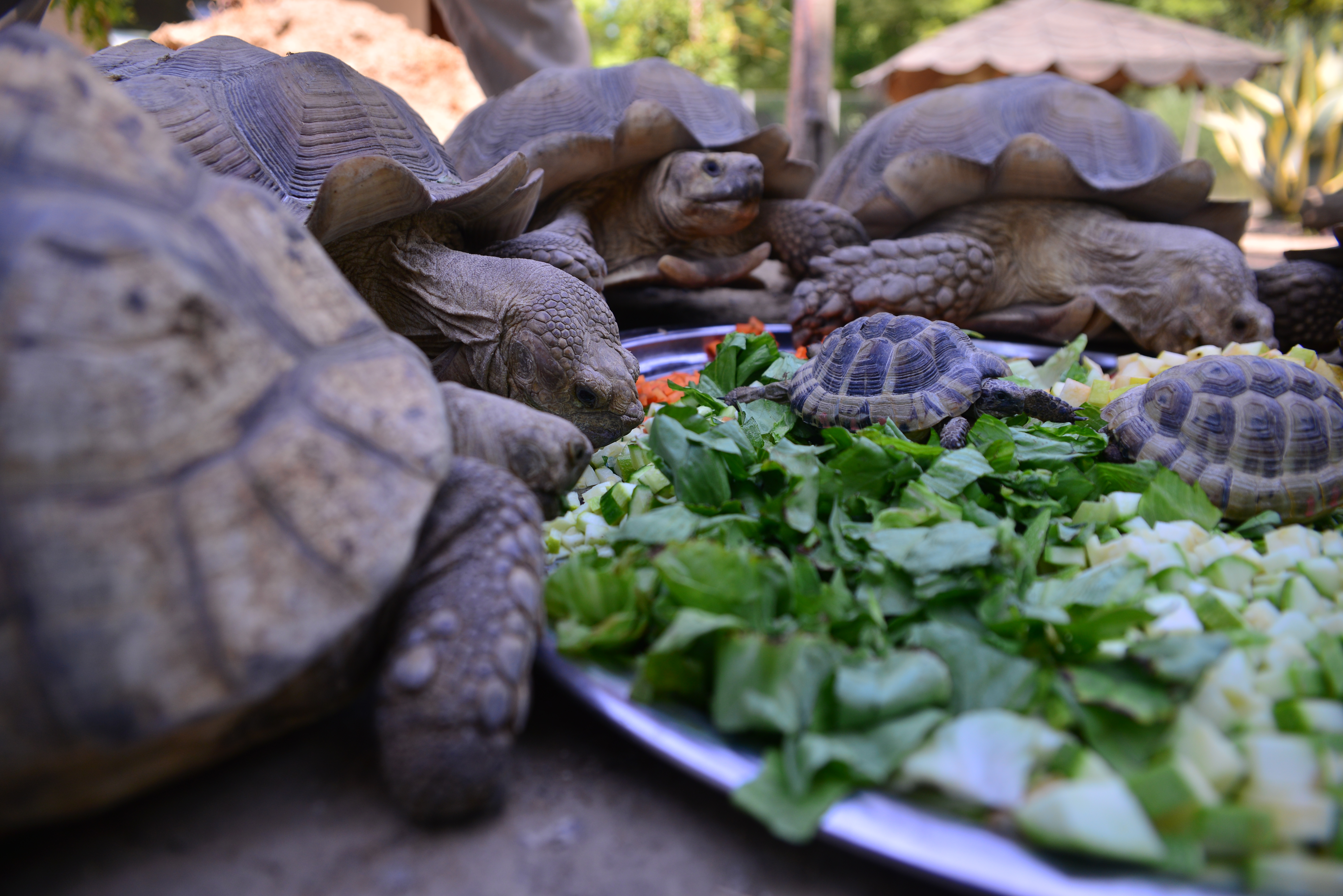 Bursa Hayvanat Bahçesi’ndeki kaplumbağalara serpme kahvaltı - Görsel 3