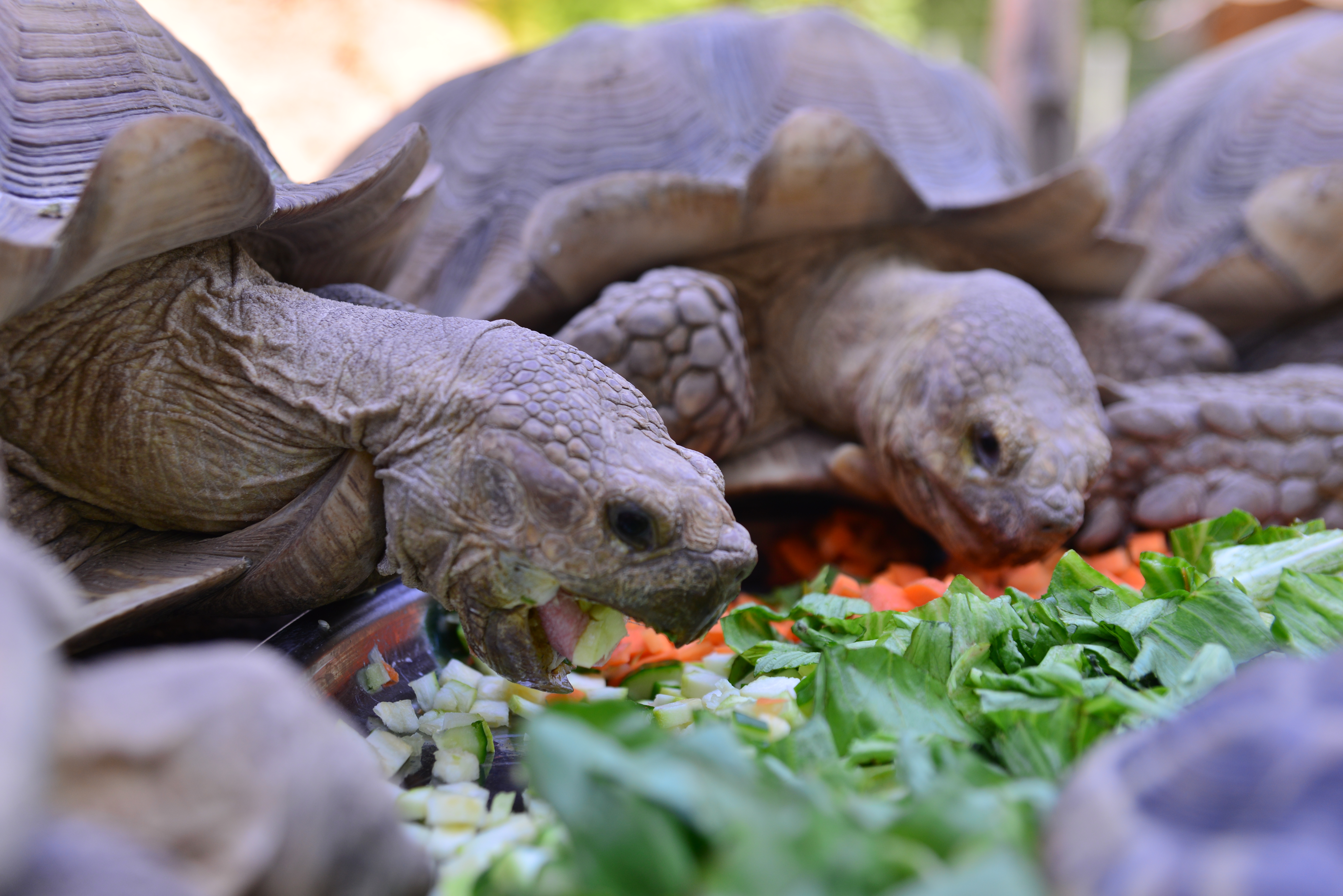 Bursa Hayvanat Bahçesi’ndeki kaplumbağalara serpme kahvaltı - Görsel 5