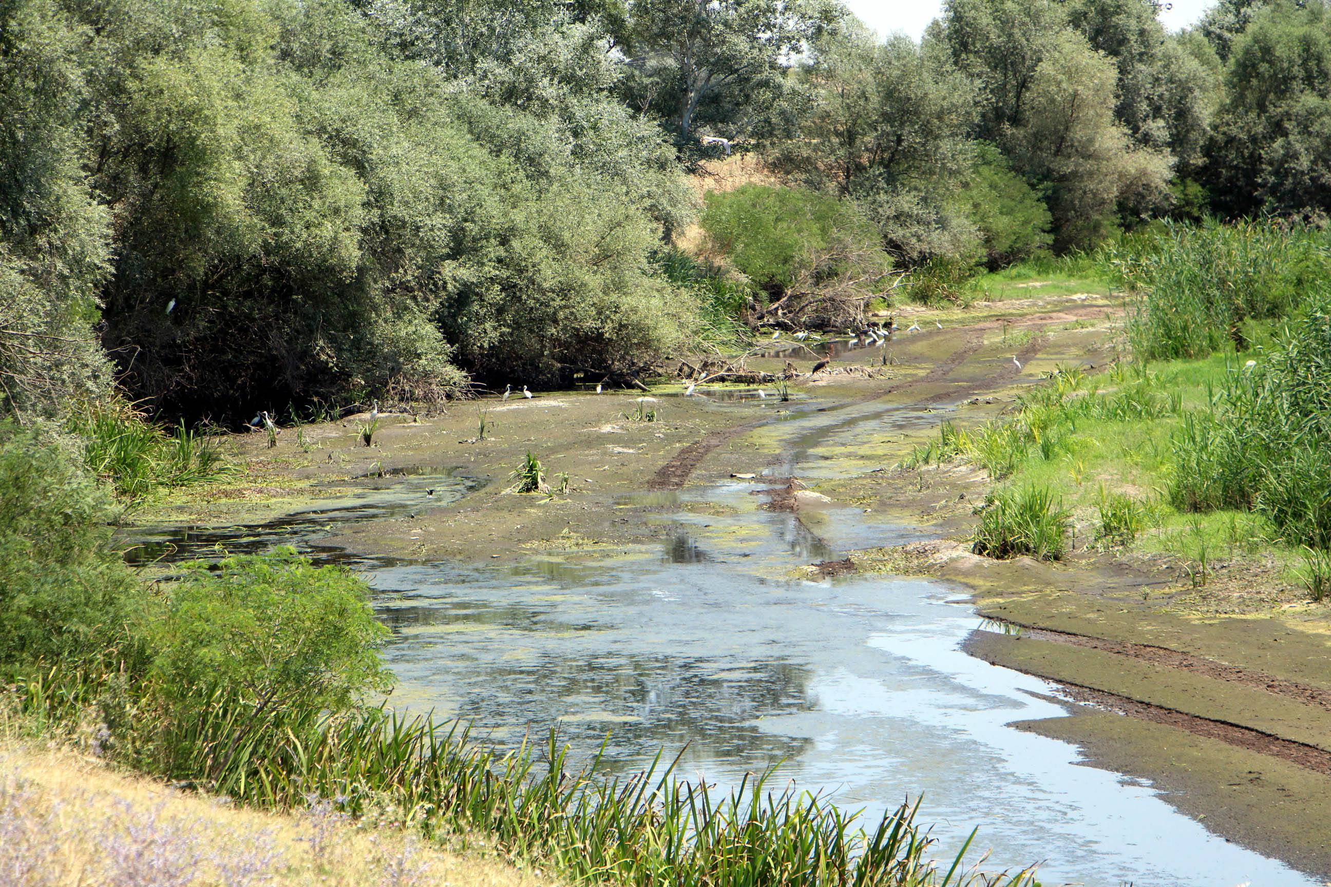 Tunca Nehri'nin kuruma noktasına geldiği Edirne’de çeltik üreticisi endişeli - Görsel 7
