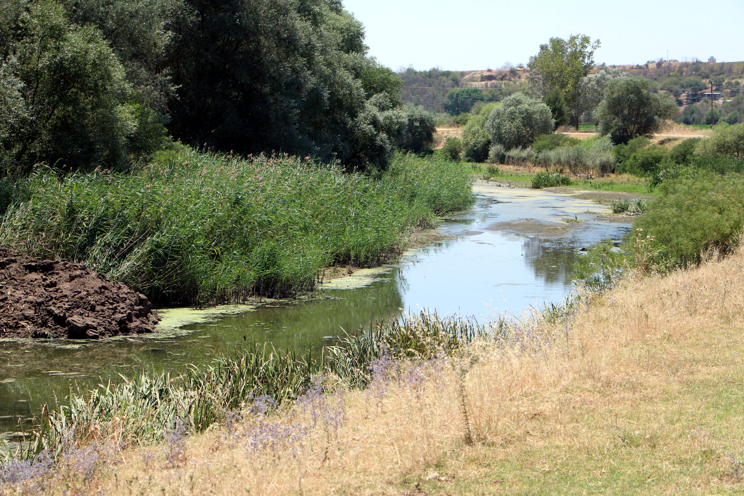 Tunca Nehri'nin kuruma noktasına geldiği Edirne’de çeltik üreticisi endişeli - Görsel 8