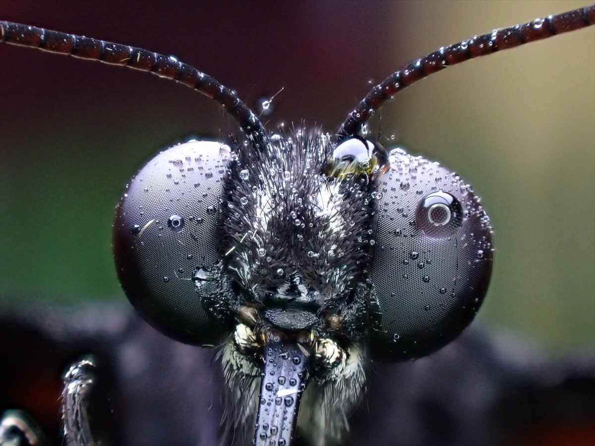 KONYA - Tropikal bahçenin kelebekleri makro objektifle yakından görüntülendi - Görsel 1