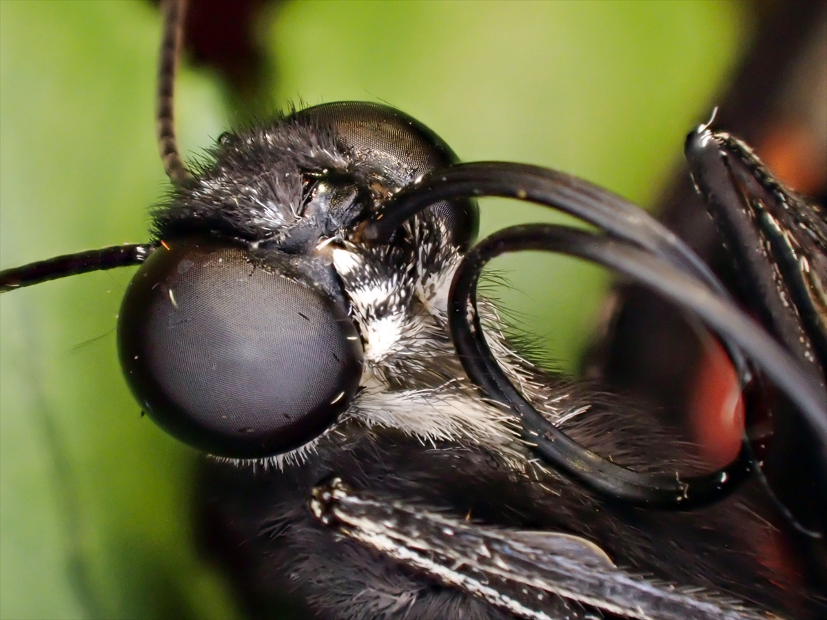 KONYA - Tropikal bahçenin kelebekleri makro objektifle yakından görüntülendi - Görsel 2