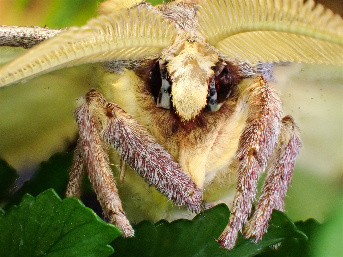 KONYA - Tropikal bahçenin kelebekleri makro objektifle yakından görüntülendi - Görsel 3