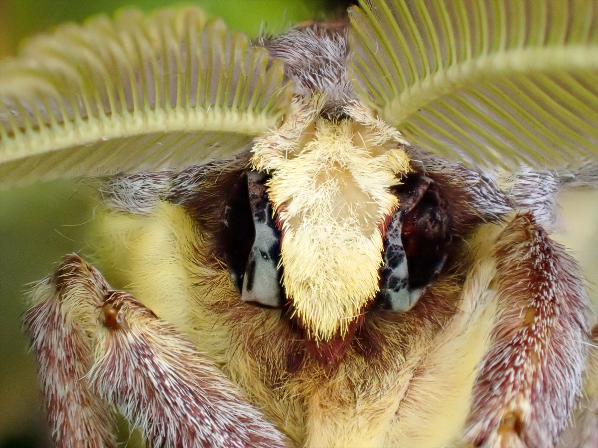 KONYA - Tropikal bahçenin kelebekleri makro objektifle yakından görüntülendi - Görsel 4