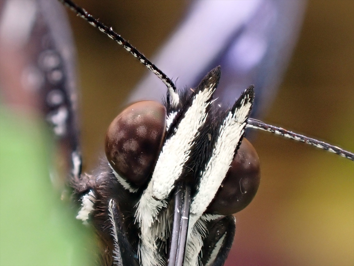 KONYA - Tropikal bahçenin kelebekleri makro objektifle yakından görüntülendi - Görsel 5