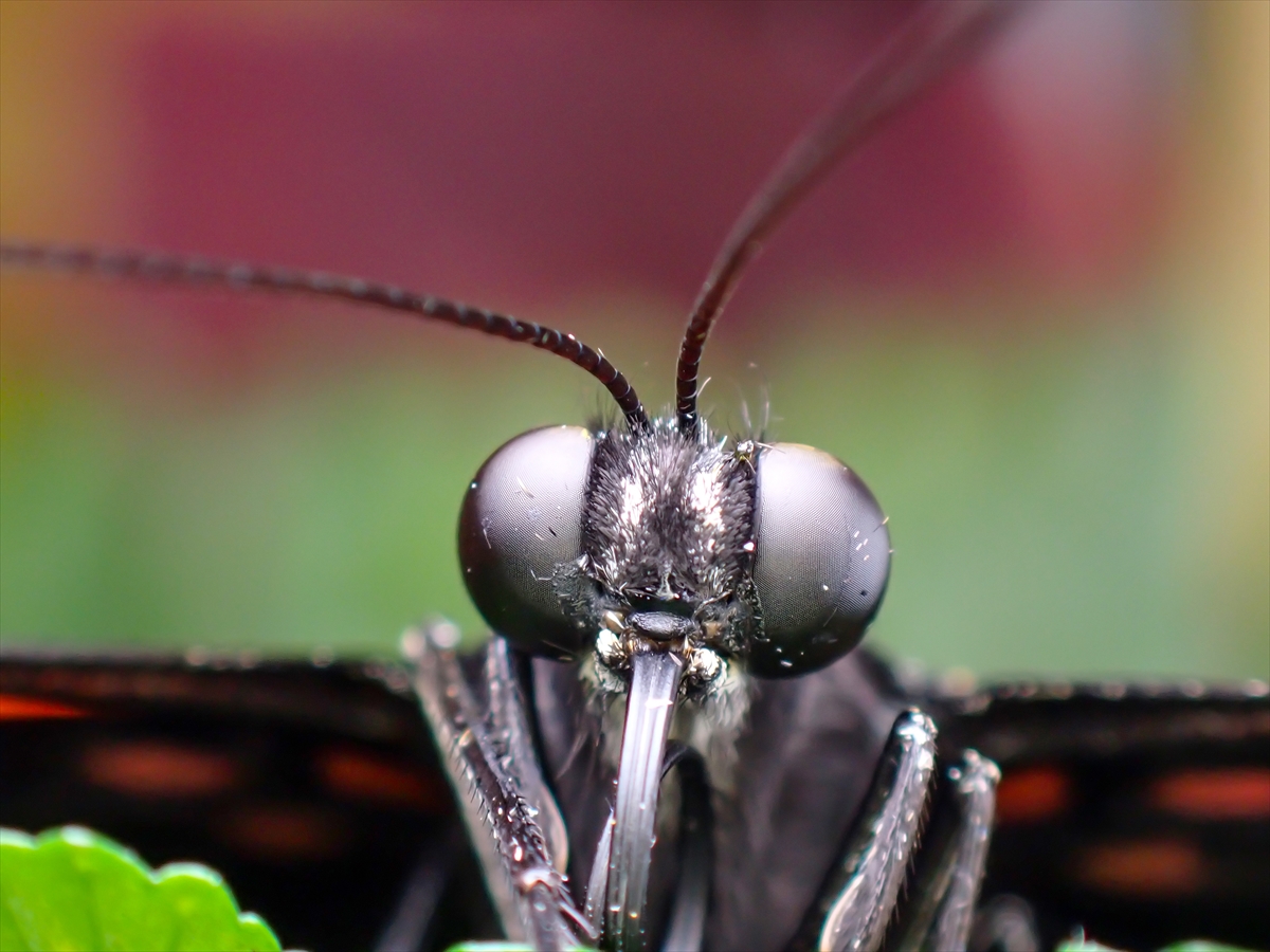 KONYA - Tropikal bahçenin kelebekleri makro objektifle yakından görüntülendi - Görsel 6