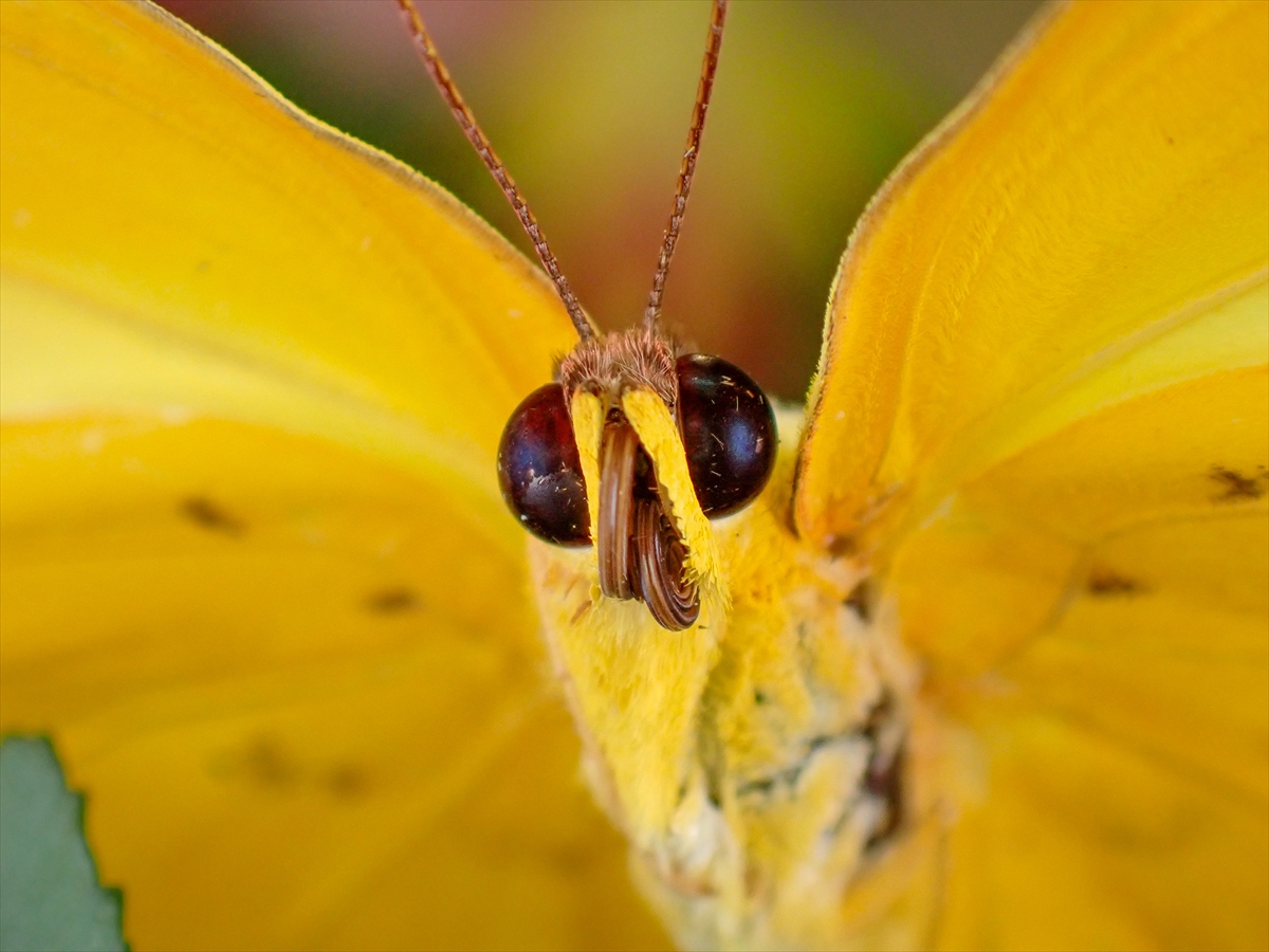 KONYA - Tropikal bahçenin kelebekleri makro objektifle yakından görüntülendi - Görsel 7