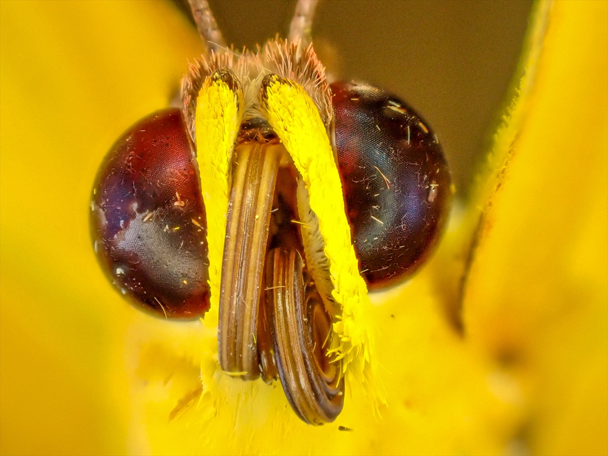 KONYA - Tropikal bahçenin kelebekleri makro objektifle yakından görüntülendi - Görsel 9