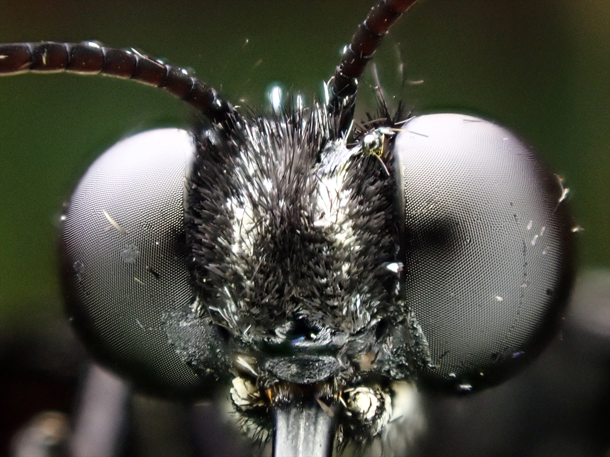 KONYA - Tropikal bahçenin kelebekleri makro objektifle yakından görüntülendi - Görsel 10