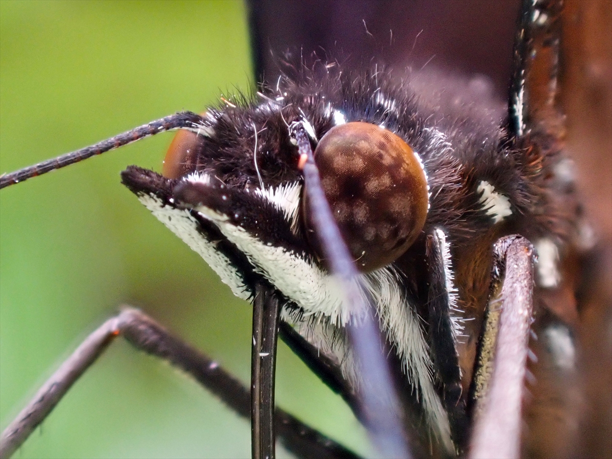 KONYA - Tropikal bahçenin kelebekleri makro objektifle yakından görüntülendi - Görsel 11