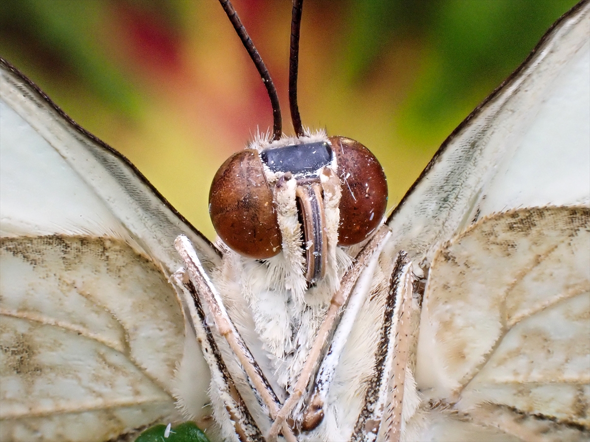 KONYA - Tropikal bahçenin kelebekleri makro objektifle yakından görüntülendi - Görsel 12