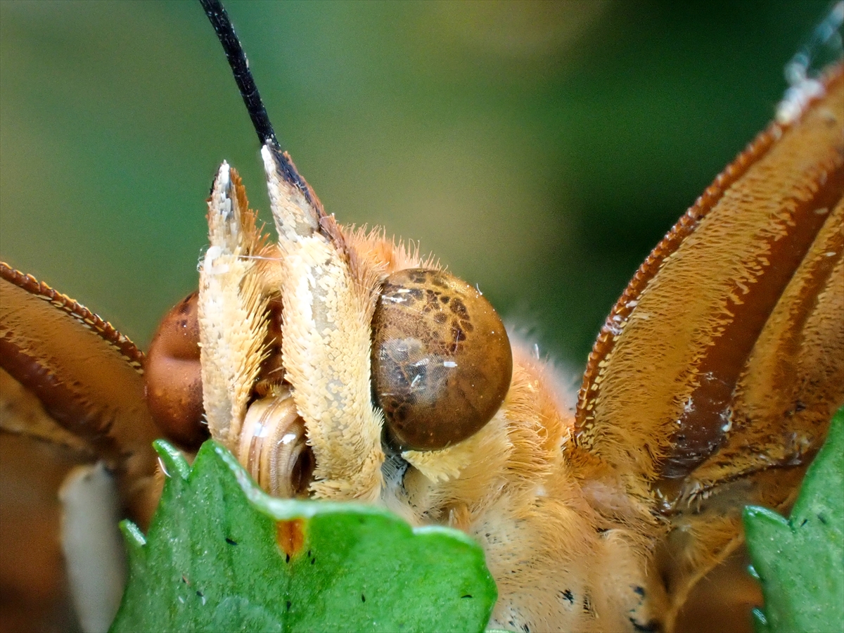 KONYA - Tropikal bahçenin kelebekleri makro objektifle yakından görüntülendi - Görsel 13