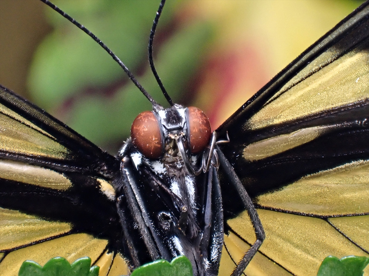KONYA - Tropikal bahçenin kelebekleri makro objektifle yakından görüntülendi - Görsel 14