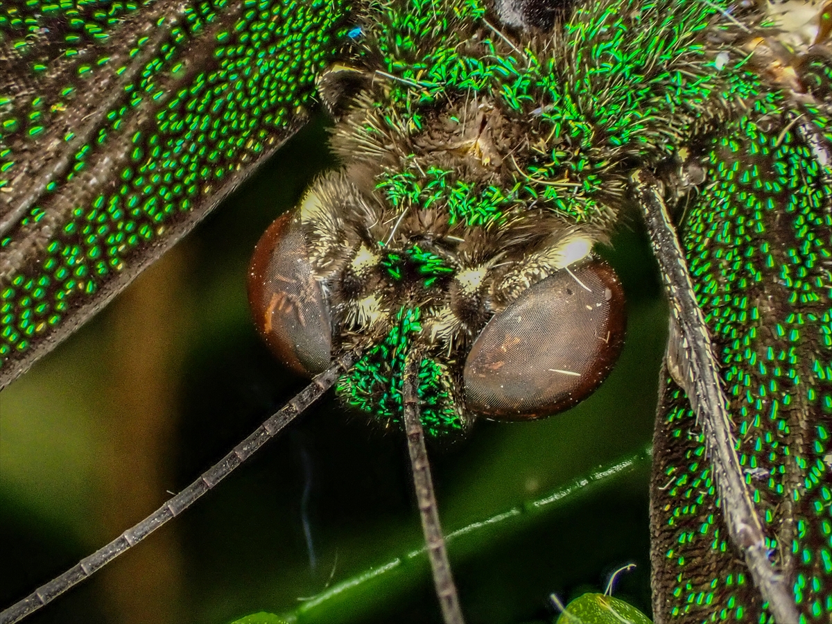 KONYA - Tropikal bahçenin kelebekleri makro objektifle yakından görüntülendi - Görsel 17
