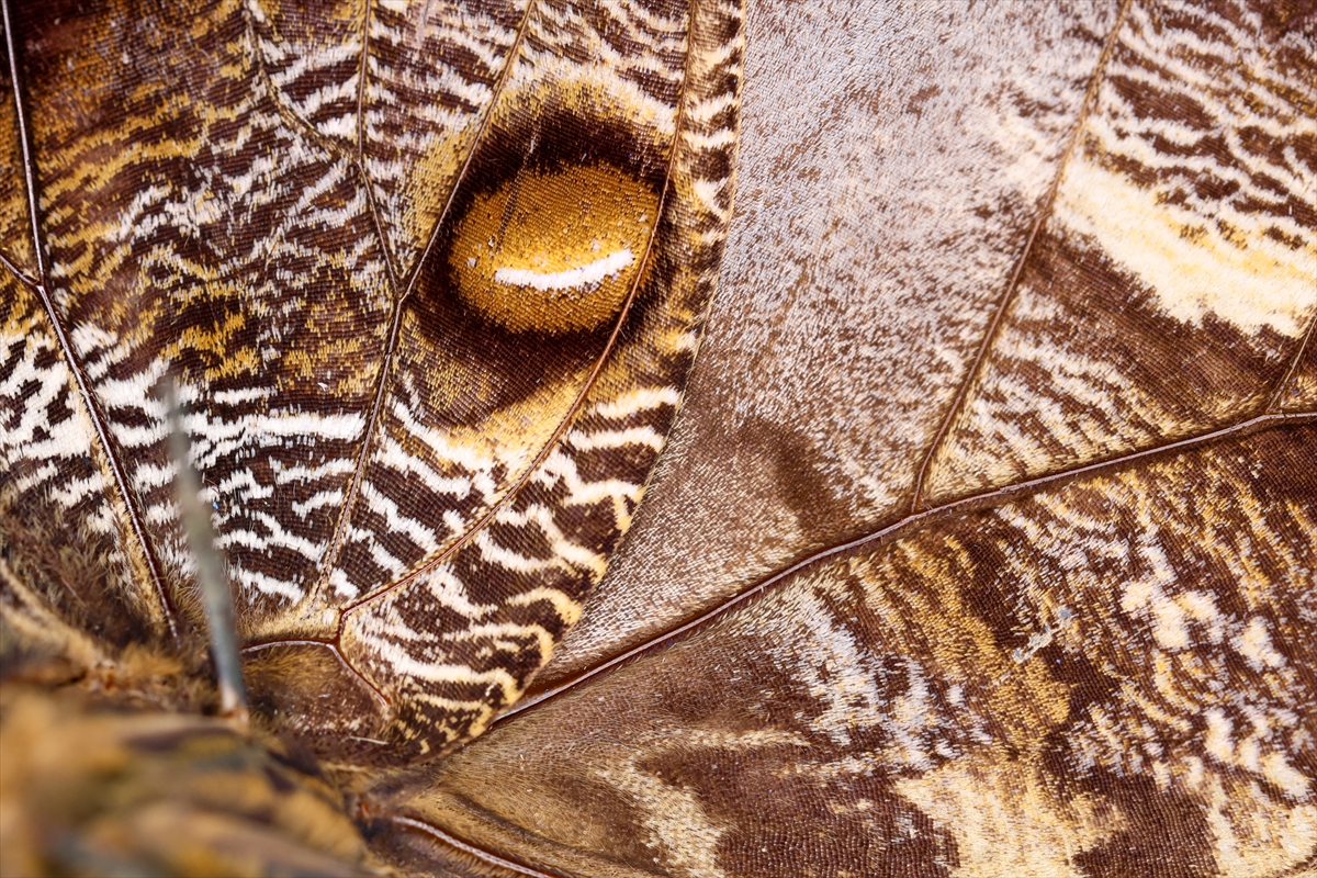KONYA - Tropikal bahçenin kelebekleri makro objektifle yakından görüntülendi - Görsel 18