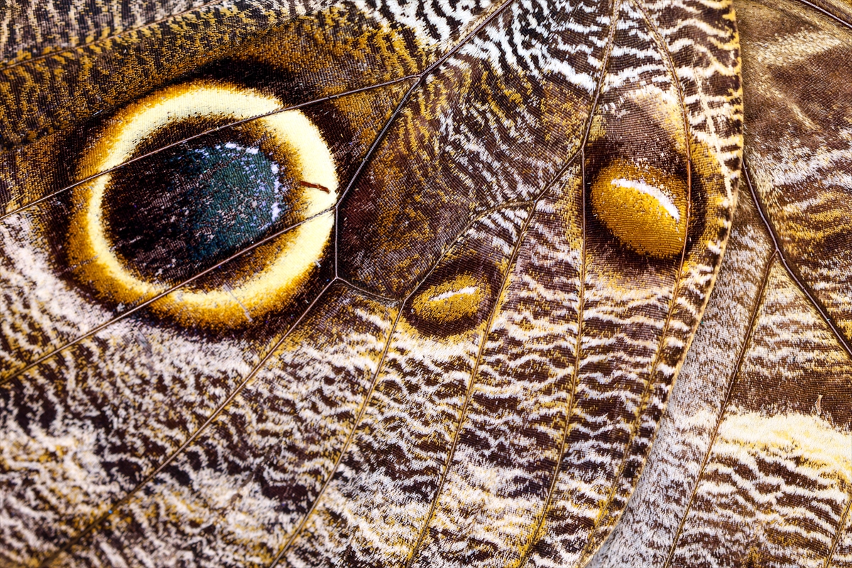 KONYA - Tropikal bahçenin kelebekleri makro objektifle yakından görüntülendi - Görsel 19