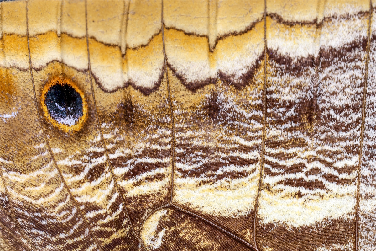 KONYA - Tropikal bahçenin kelebekleri makro objektifle yakından görüntülendi - Görsel 20