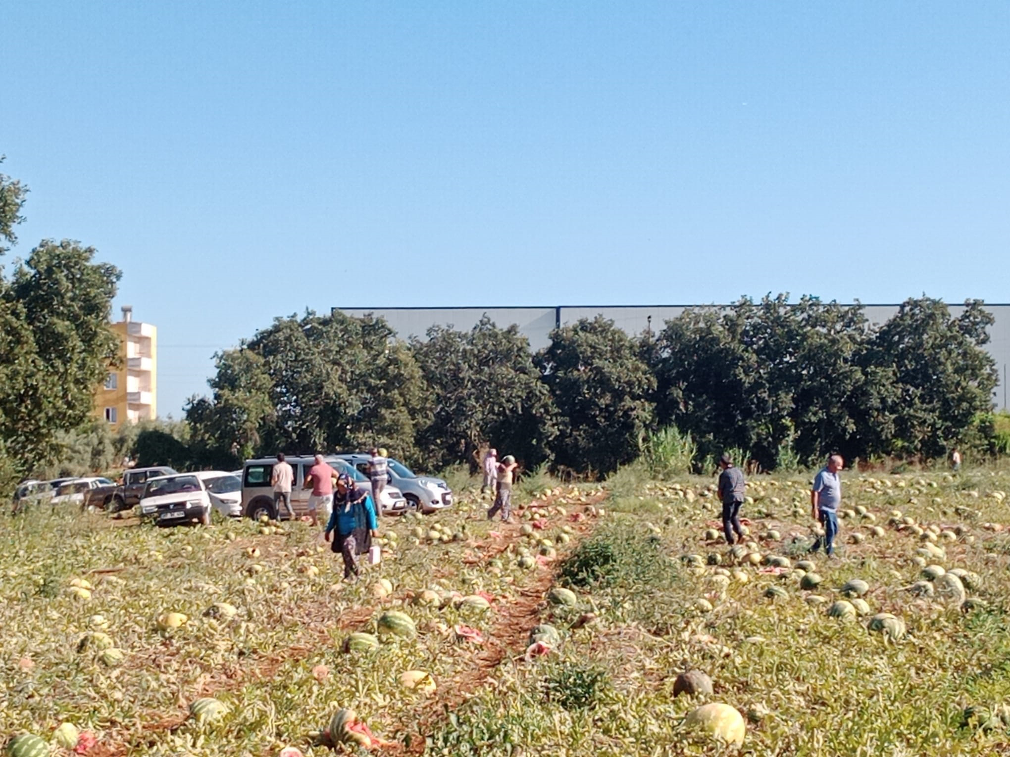 Antalya da Tarladaki 120 ton karpuzunu hayrına dağıttı - Görsel 1