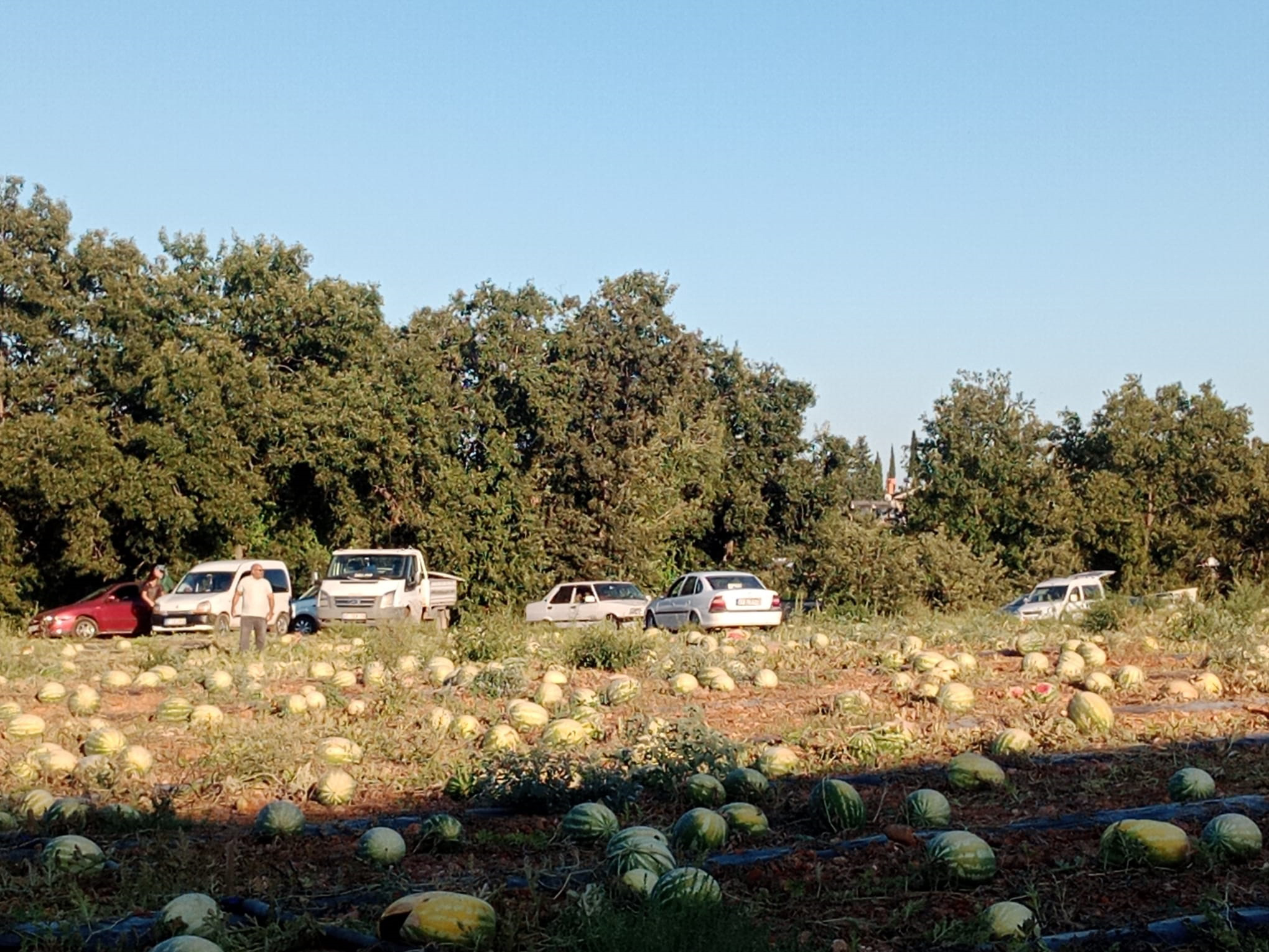 Antalya da Tarladaki 120 ton karpuzunu hayrına dağıttı - Görsel 2