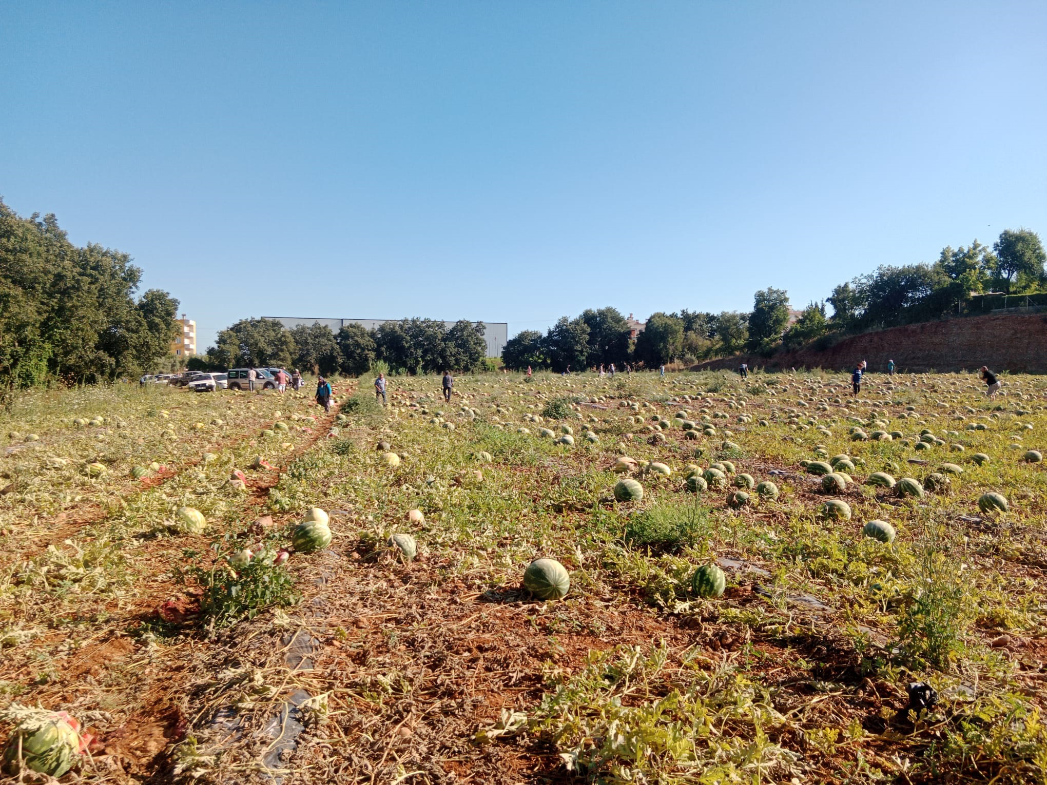 Antalya da Tarladaki 120 ton karpuzunu hayrına dağıttı - Görsel 3
