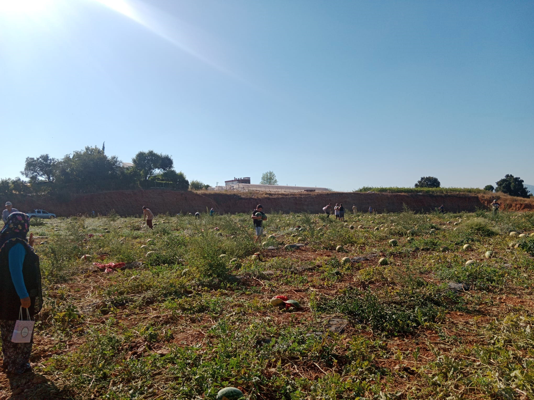 Antalya da Tarladaki 120 ton karpuzunu hayrına dağıttı - Görsel 4